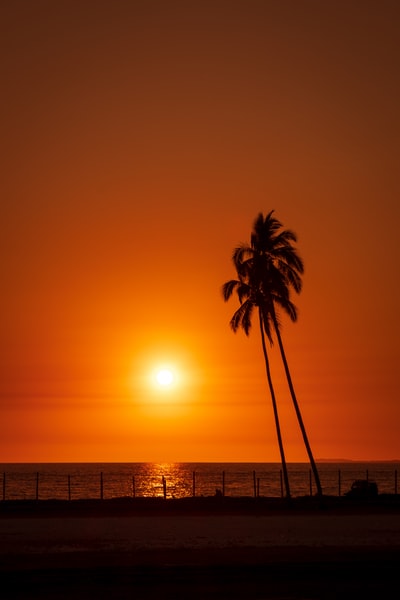 Sunset palm trees near the water
